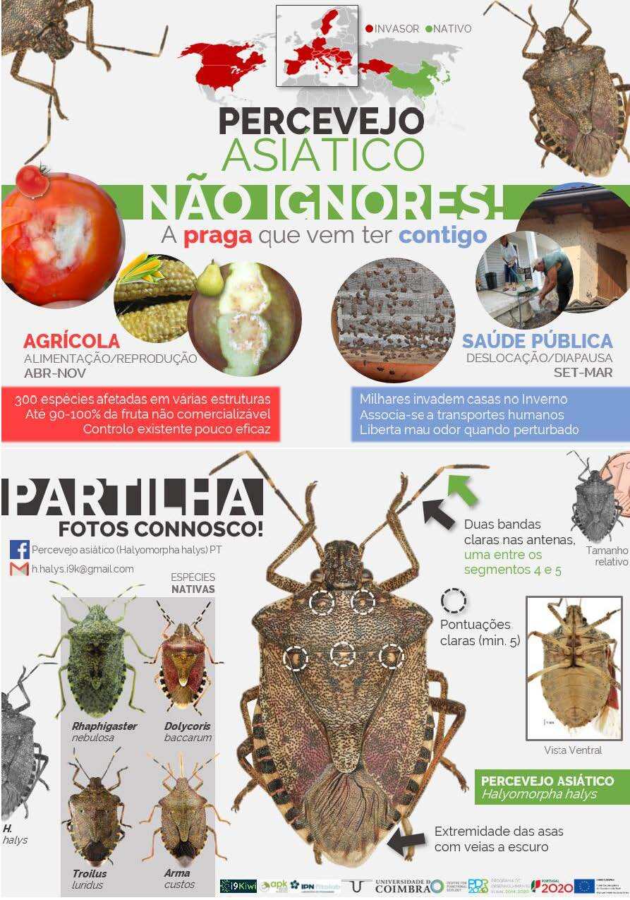 Panfleto Percevejo asi&aacute;tico 2.0 