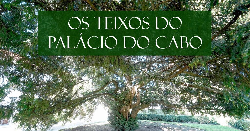 Teixos pal&aacute;cio do cabo