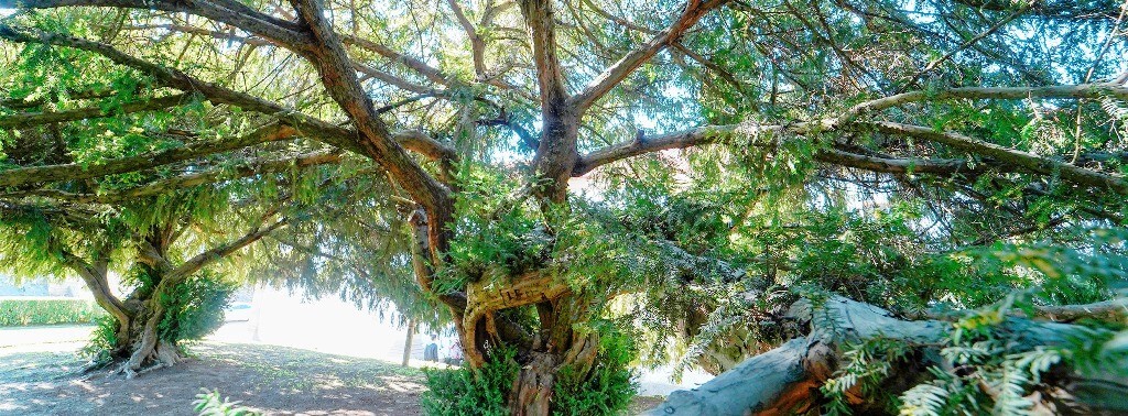 TEIXOS TAXUS BACCATA L