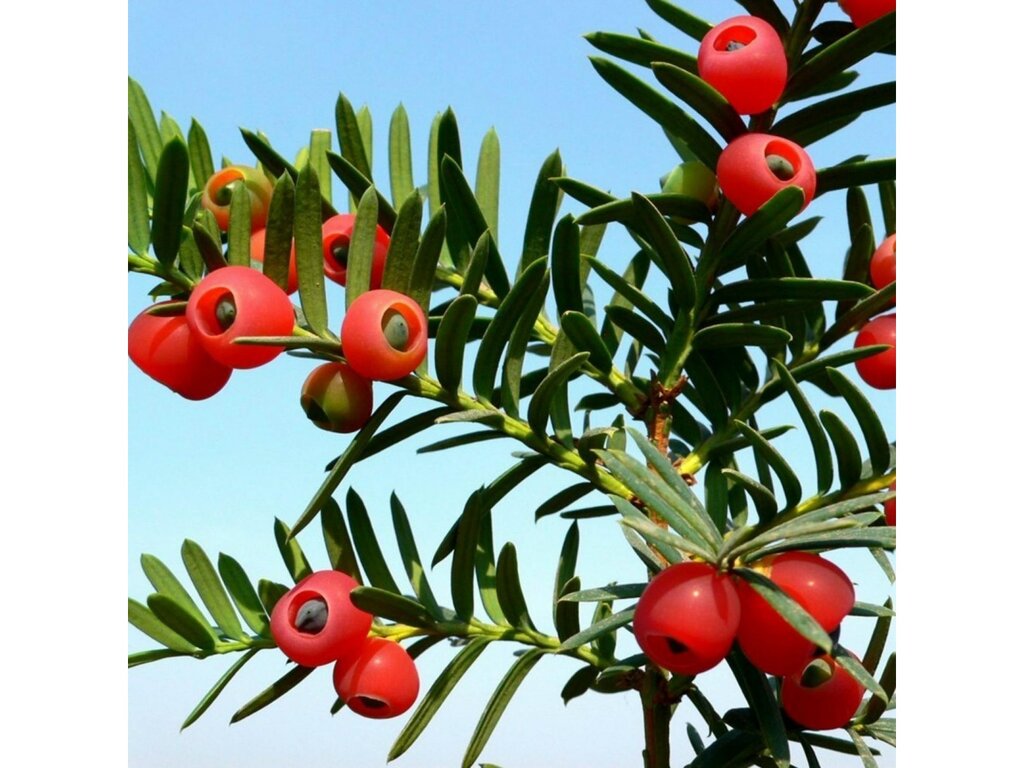 sementes-de-teixo-taxus-baccata