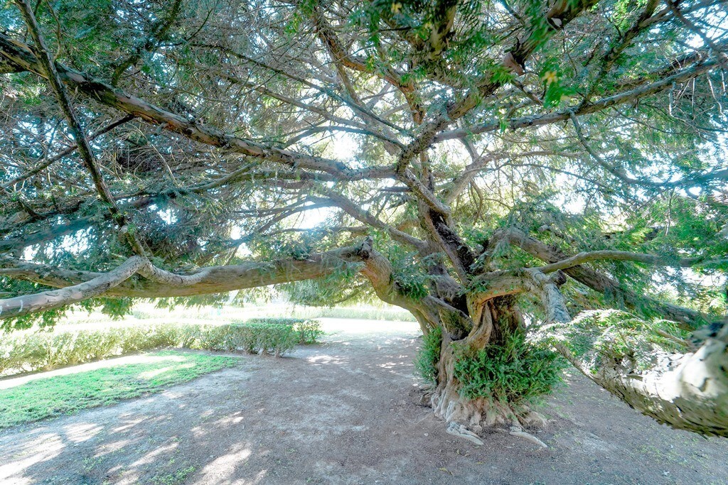 Teixo do Pal&aacute;cio do Cabo