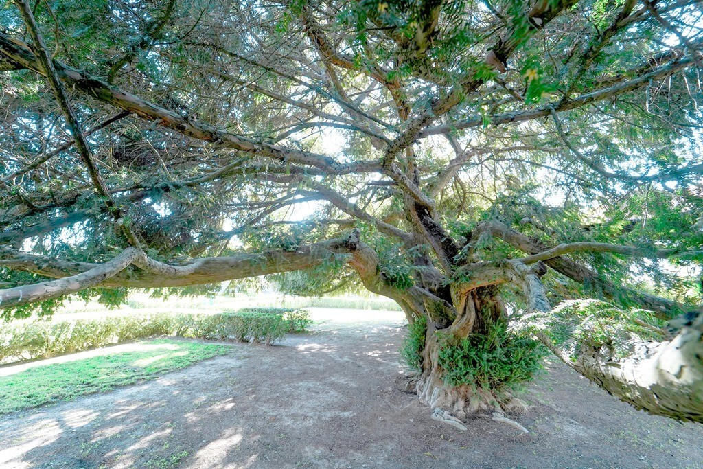 TEIXOS TAXUS BACCATA L