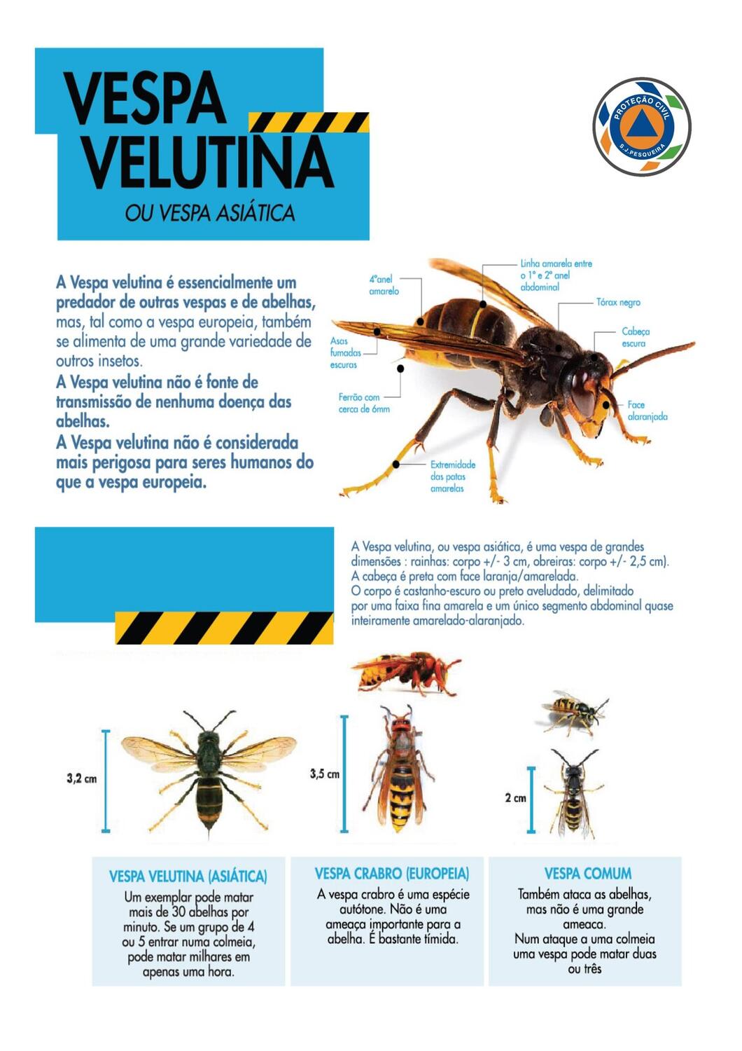 vespa_asiatica_folheto